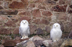 837-snowy owl