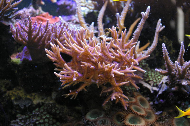 amazing natural beauty of a tropical coral reef, staghorn coral and soft corals