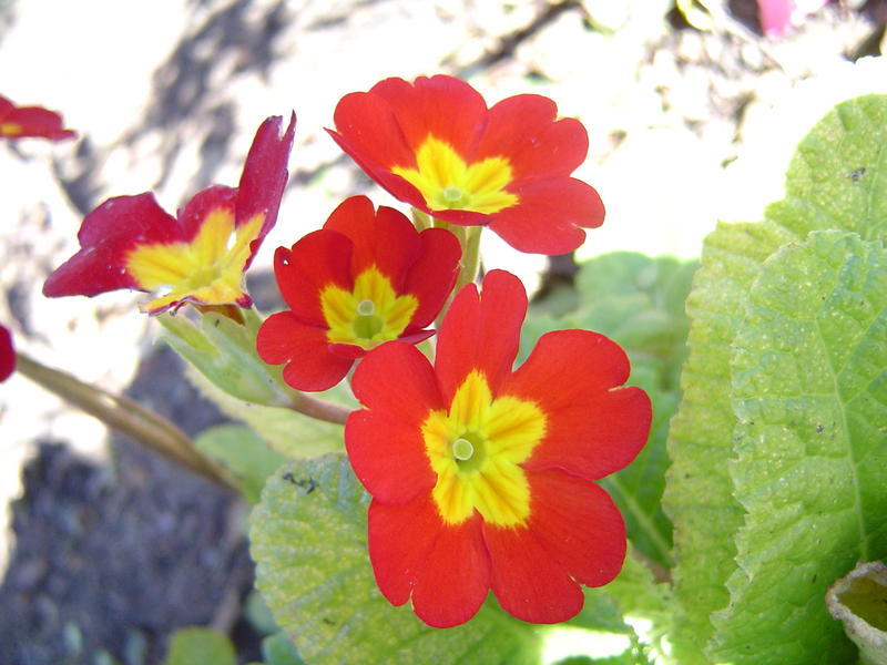 close up on spring meadow flowers