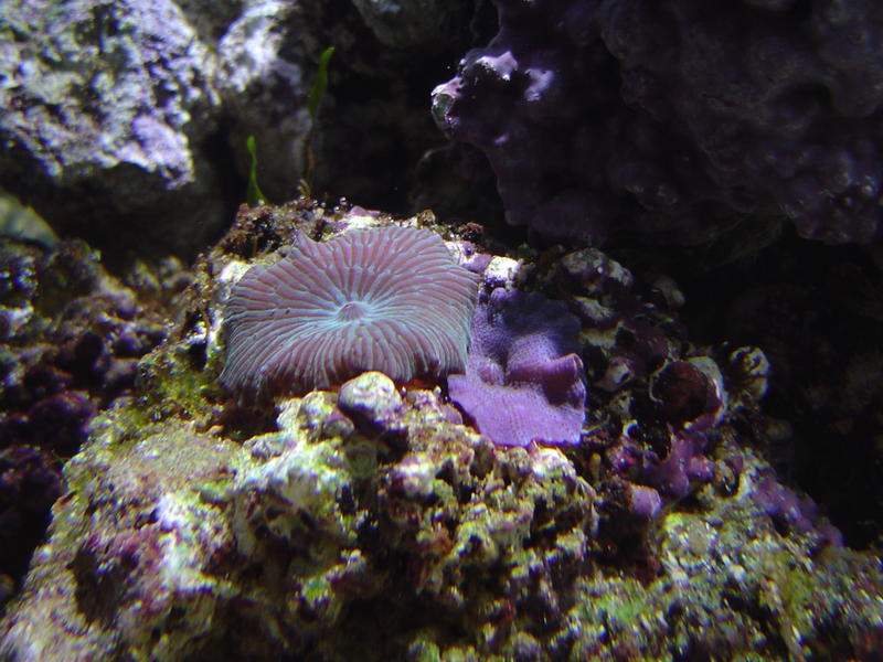 Striped Mushgroom Disc Anemones, also knows as a mushroom flower coral