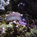 1255-striped_mushrooom_coral_01262.JPG