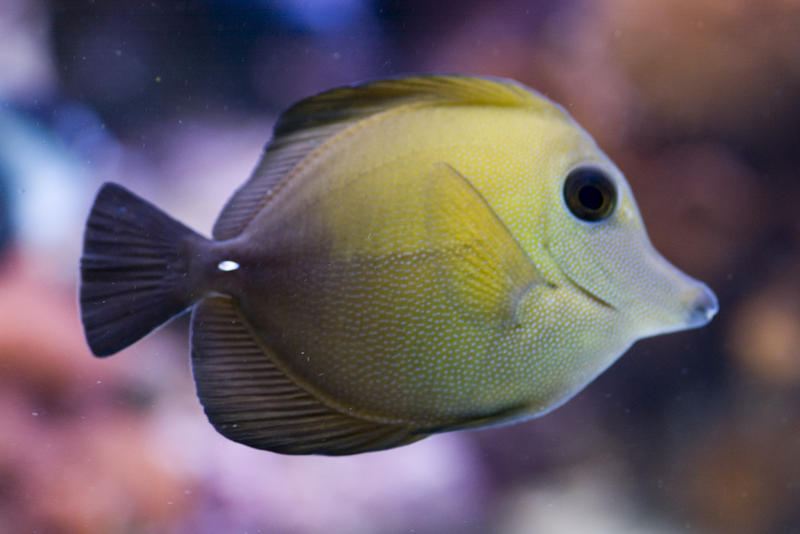 a tropical yellow tang fish
