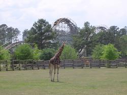 672-themepark_giraffeP320.jpg