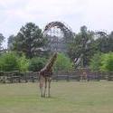 672-themepark_giraffeP320.jpg