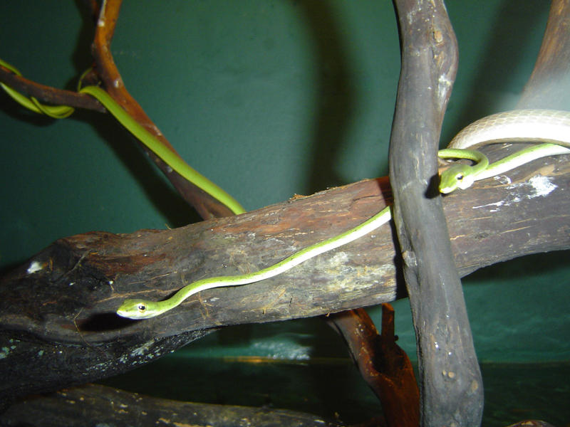 green tree snakes in snake tank vivarium