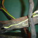 943-tree_snakes_02248.JPG