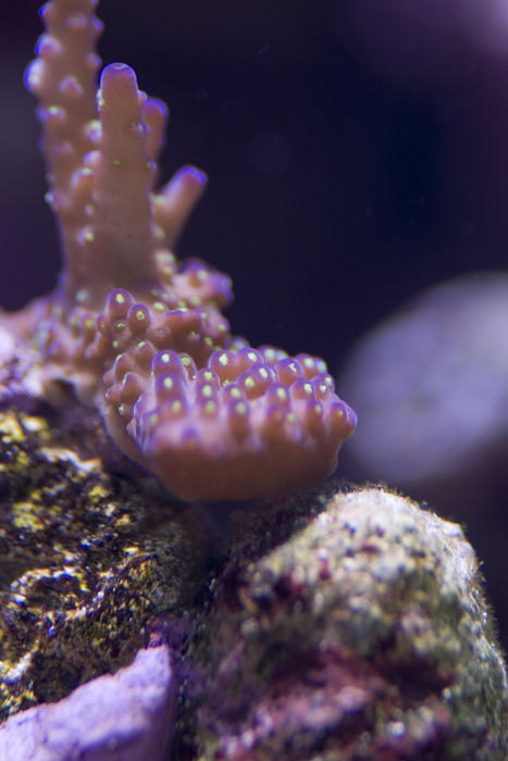 colourful purple and blue display of tropical corals