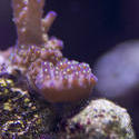 1221-tropical_corals_2226.jpg