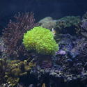 1222-tropical_corals_IGP0709.JPG