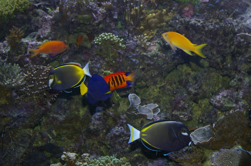 a selection of colourful saltwater tropical fish