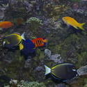 1223-tropical_fish_0707.JPG