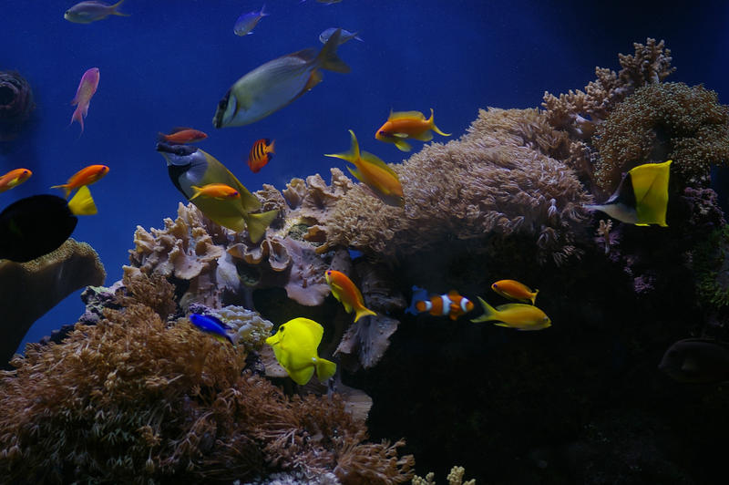 colourful fish and corals in a saltwater aquarium tank