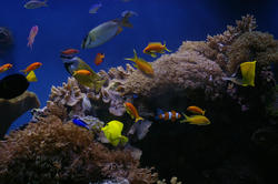 1257-tropical_saltwater_aquarium_1013.JPG