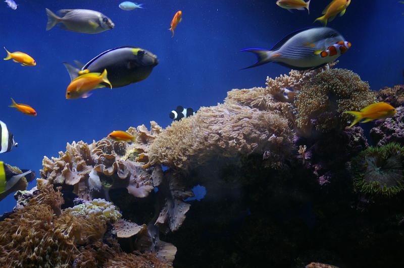 colourful fish and corals in a saltwater aquarium tank