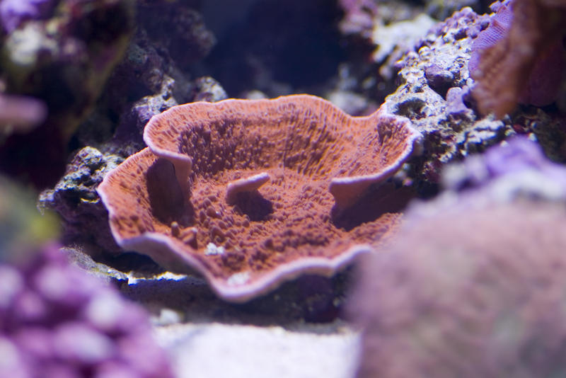 velvet plate finger coral, Montipora species