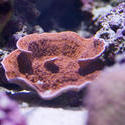 1224-velvet_plate_coral2184.jpg