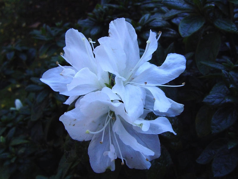 close up a white flower head