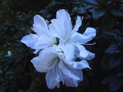 849-white_flower_02208.JPG