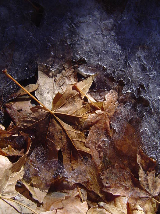 brown and frozen winter leaves