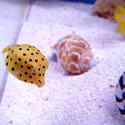 1225-yellow_boxfish00526.JPG