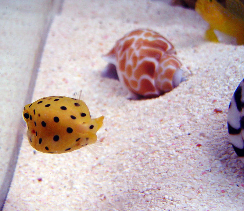 a yellow box fish - ostracion cubicus