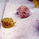 1226-yellow_boxfish00527.JPG