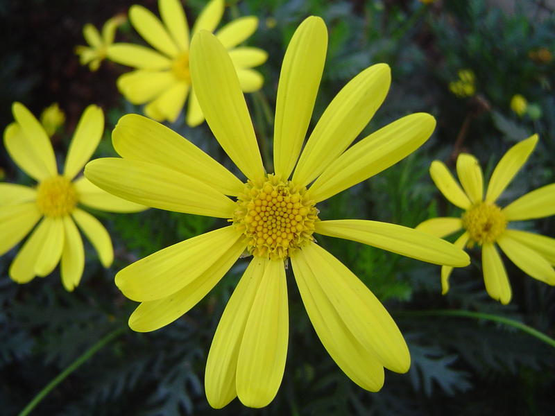 close up on spring meadow flowers