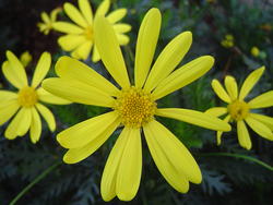 850-yellow_flower02138.JPG