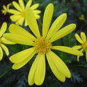 850-yellow_flower02138.JPG