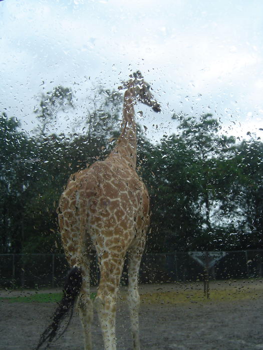 giraffe image snapped on a zoo tour on a wet day