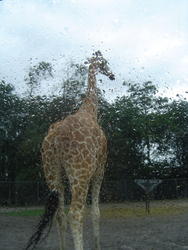 673-zoo_giraffe_tall_01135.jpg