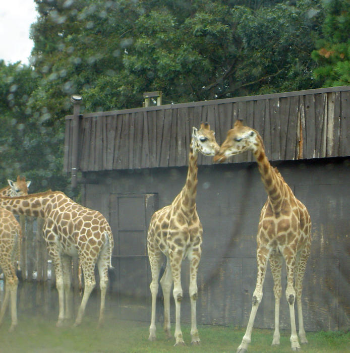 giraffe image snapped on a zoo tour on a wet day