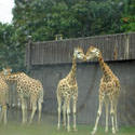 674-zoo_giraffe_tall_01136.jpg