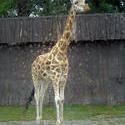 675-zoo_giraffe_tall_01139.jpg