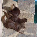 677-zoo_otters170.jpg