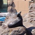 678-zoo_seal_168.jpg