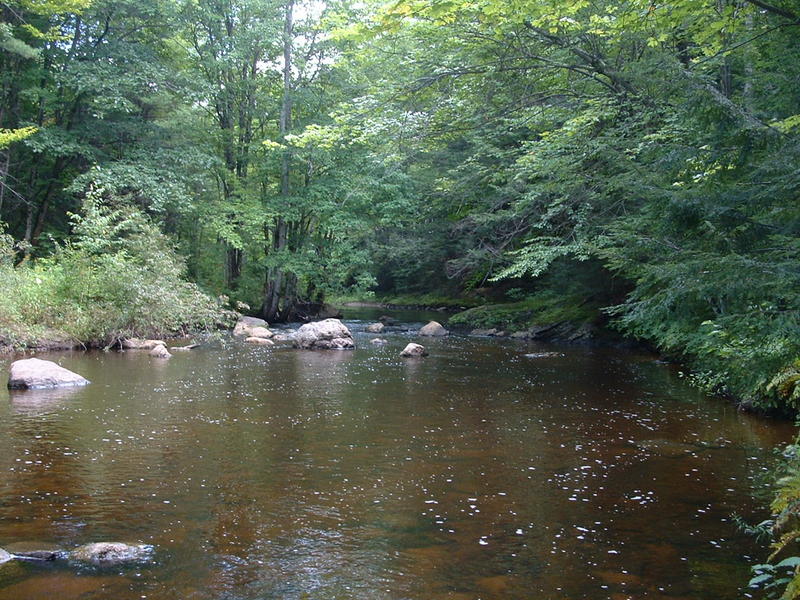 <p>Bog Brook, Hebron, Me.</p>