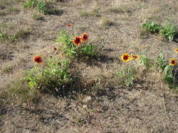 1406-Coreopsis.JPG