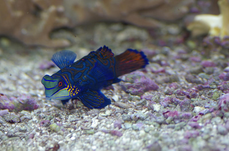 a Green Mandarin Goby Dragonette, aka Striped Mandarin Fish