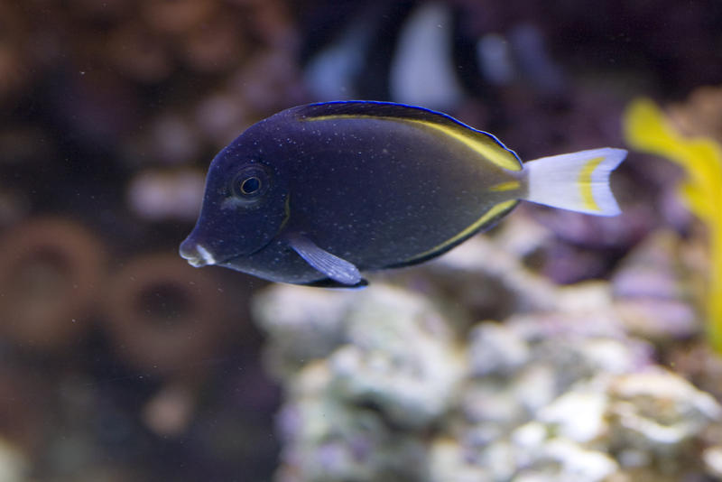 tropical fish a powder brown tang, Acanthurus japonicus, aka Powder Brown Surgeon