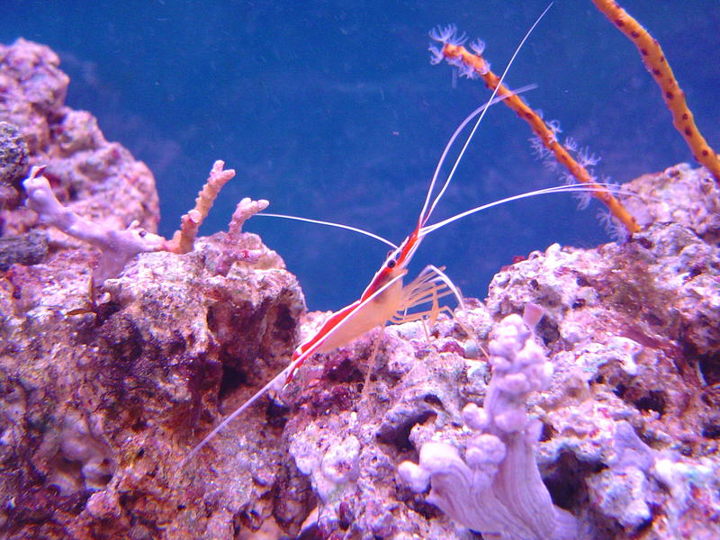 A scarlet cleaner shrimp on tropical corals