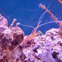 1260-Scarlet_cleaner_shrimp00560.JPG