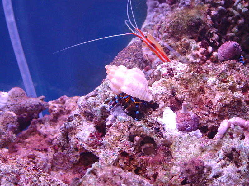 A scarlet cleaner shrimp on tropical corals