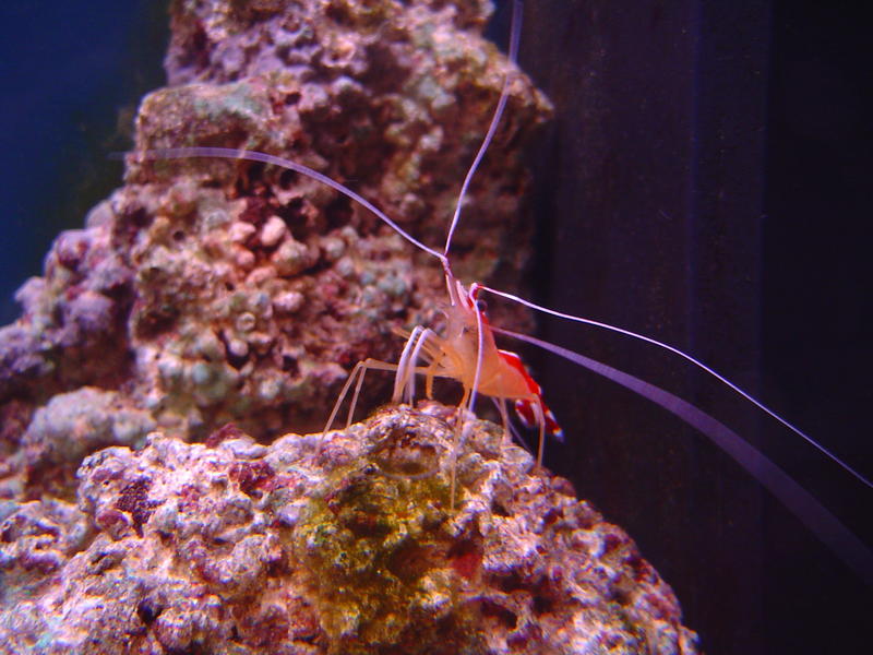 A scarlet cleaner shrimp on tropical corals