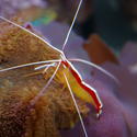 1261-Scarlet_cleaner_shrimp0107.JPG