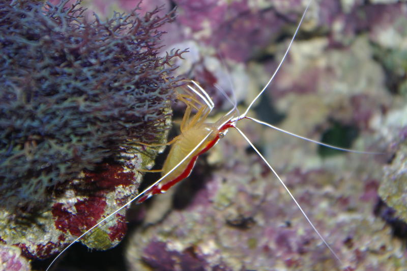 A scarlet cleaner shrimp on tropical corals