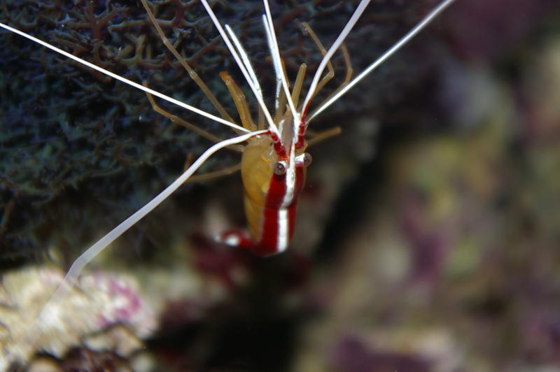 A scarlet cleaner shrimp on tropical corals