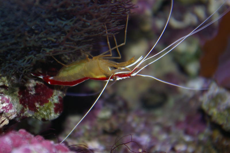 A scarlet cleaner shrimp on tropical corals