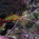 1262-Scarlet_cleaner_shrimp0392.JPG