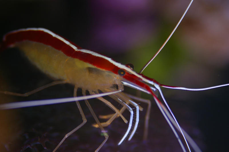 A scarlet cleaner shrimp on tropical corals
